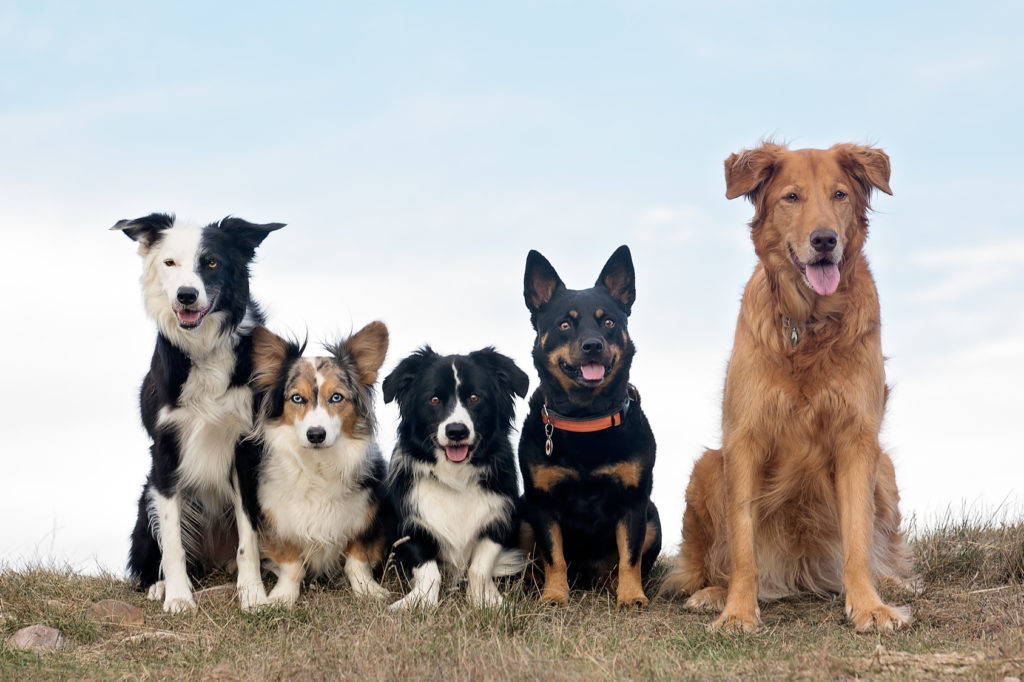 hundebetreuung Mnoho rôznych psov
