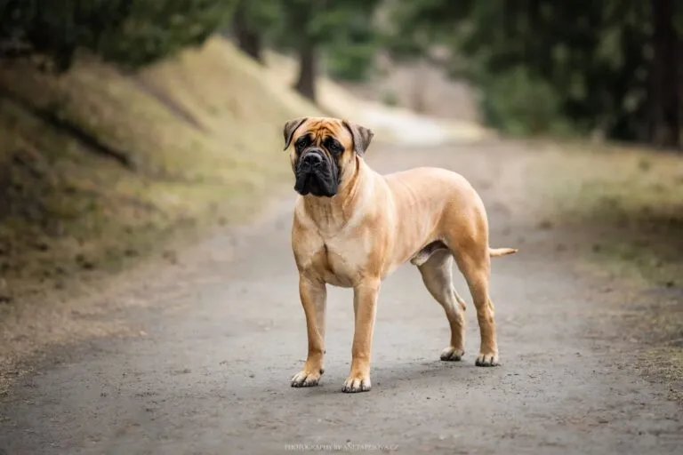 Bullmastiff steht auf einem Weg Bullmastiff