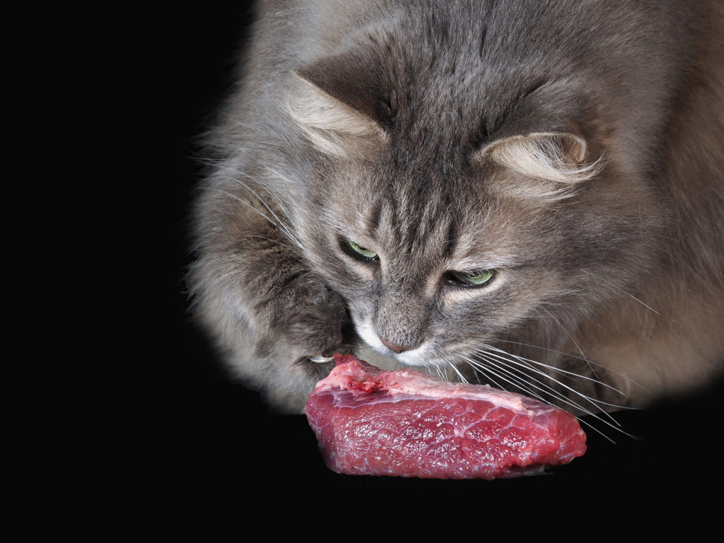 katzen barfen
