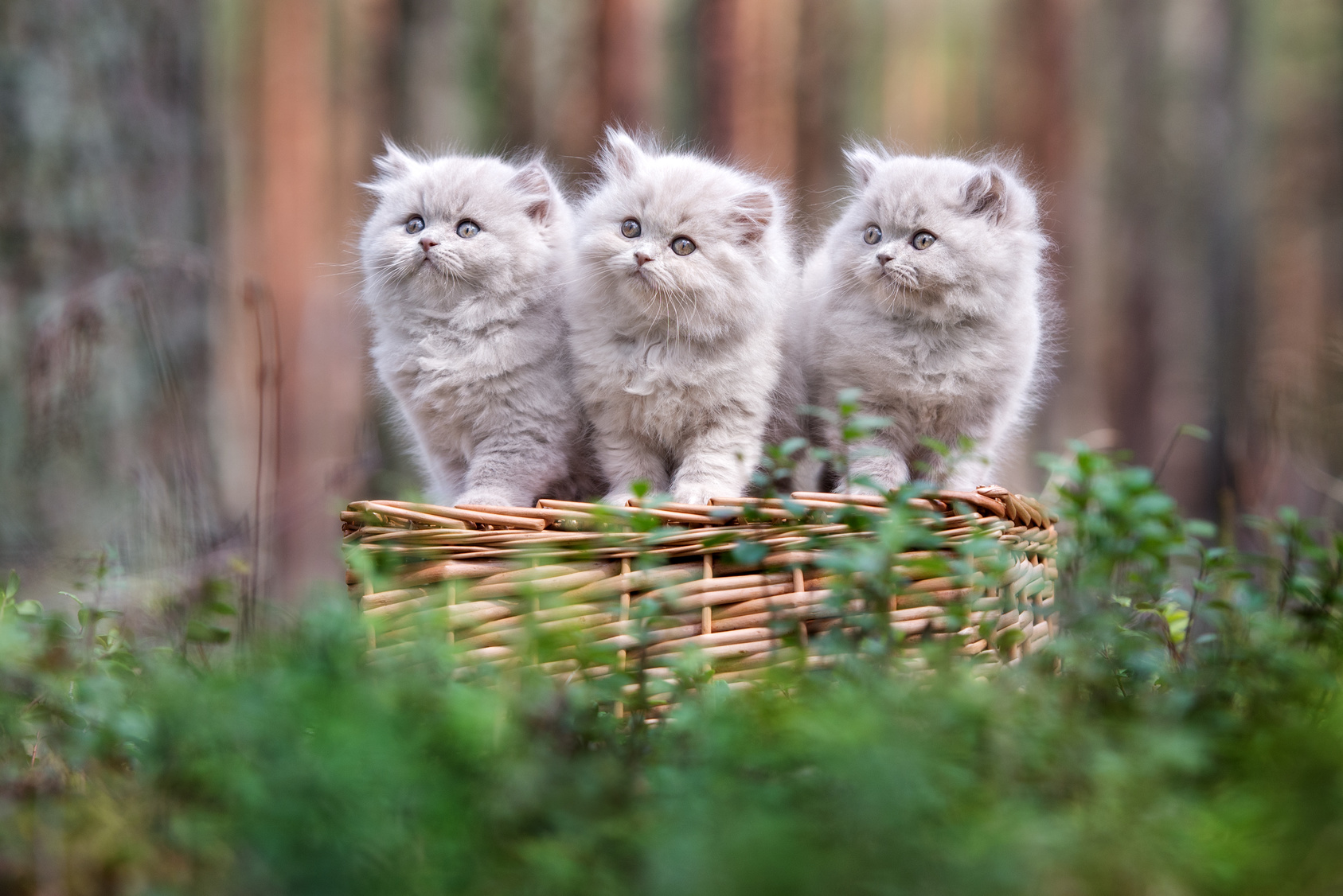 Britisch Kanghaar Kitten