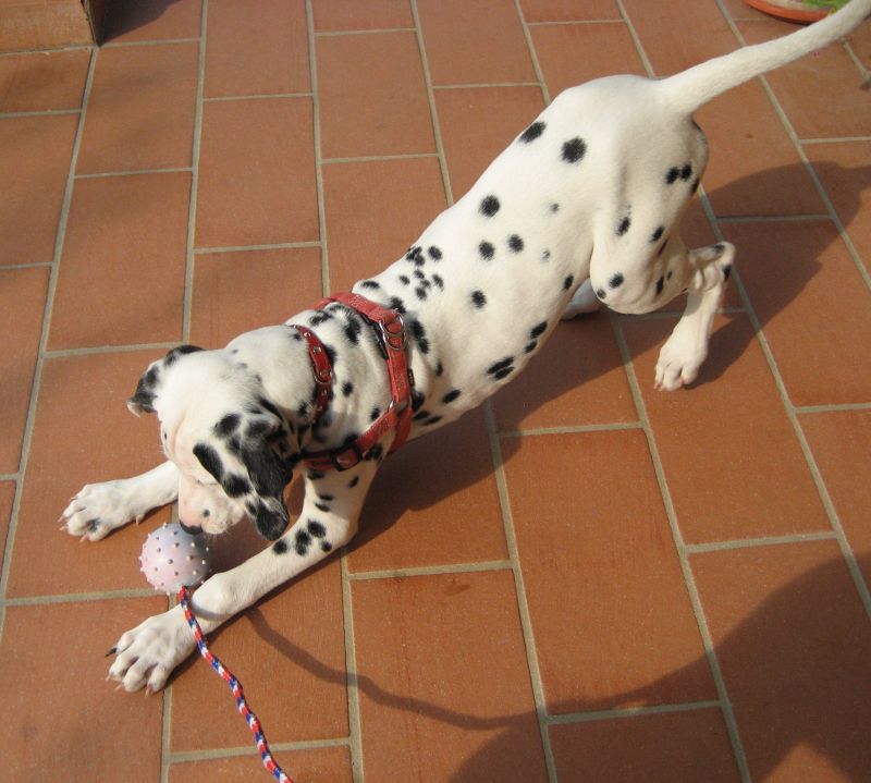 Trixie Hundespielzeug Gummiball mit Schnur Ein Hund spielt mit einem Gummiball an einer Schnur