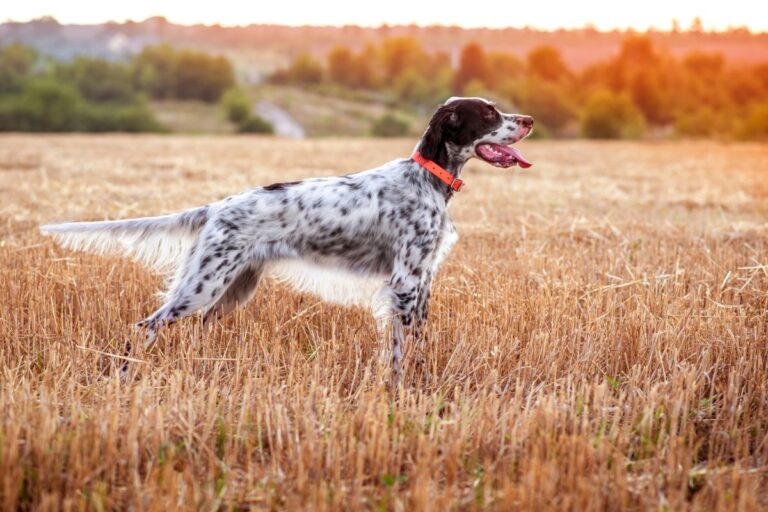 English Setter im Profil