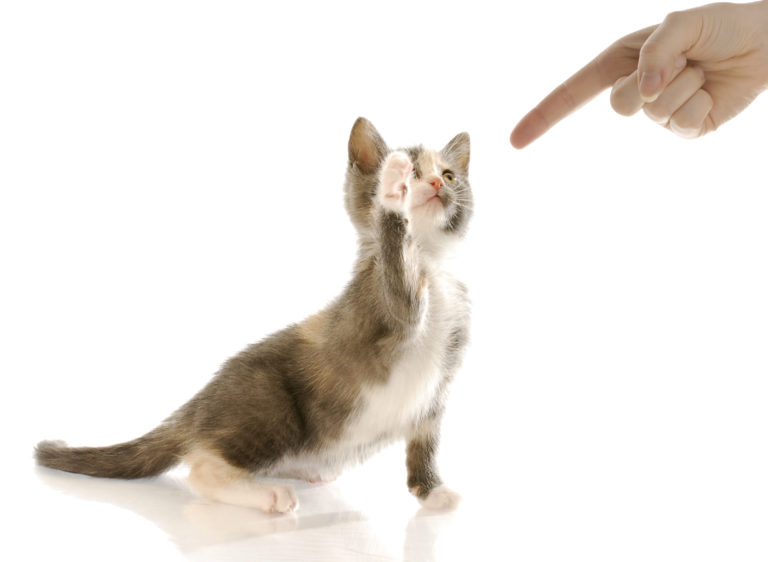 kittenerziehung