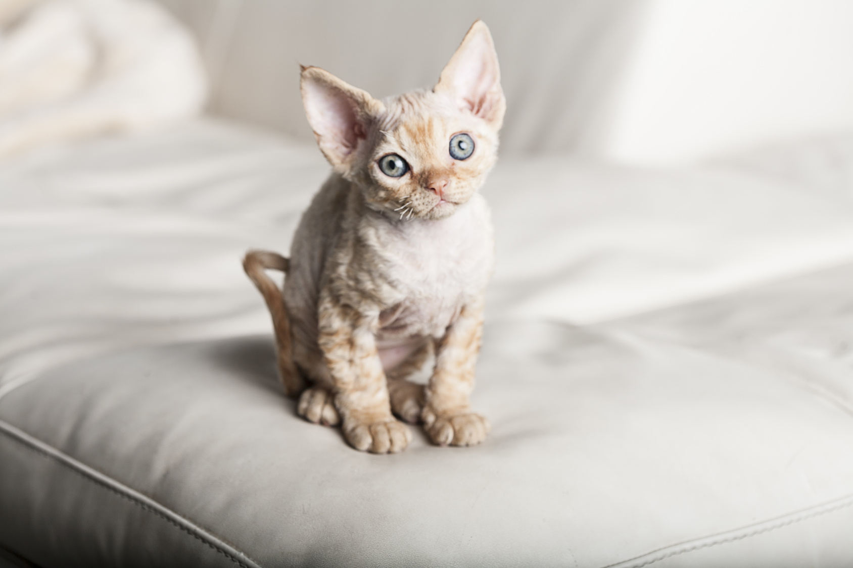 devon rex kitten