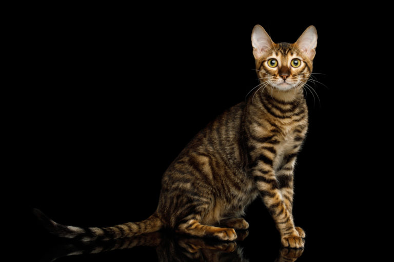 toyger katze toyger katze