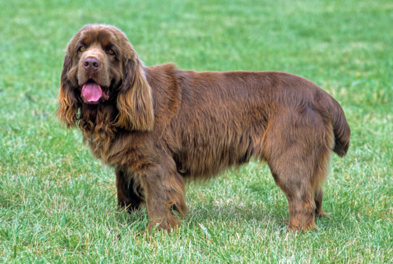 Sussex Spaniel im Grass