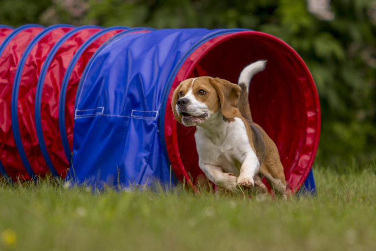 Agility Tunel Agility Tunel