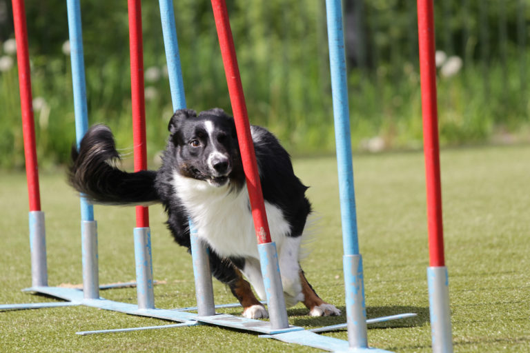 Agility Agility sport slalom