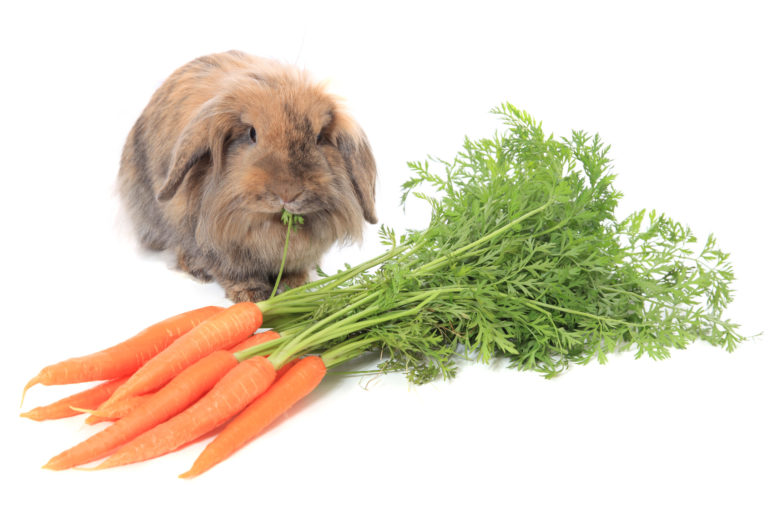 králik s mrkvou