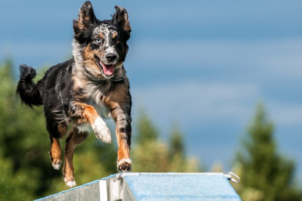 Pes na agility prekážke