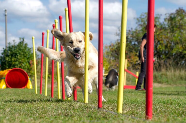 Zlatý retríver na tréningu agility