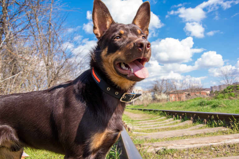 Austrálska kelpie