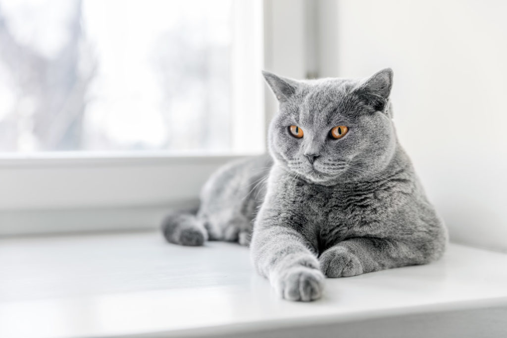 sivá britská mačka leží pri okne