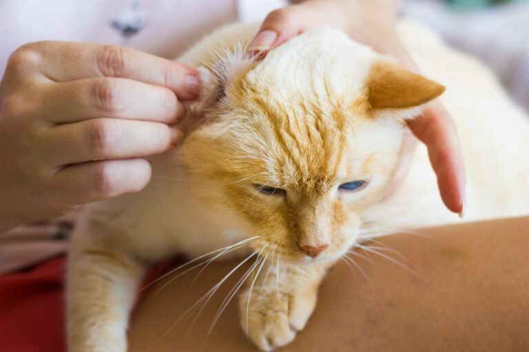 čistenie uší mačky tampónom