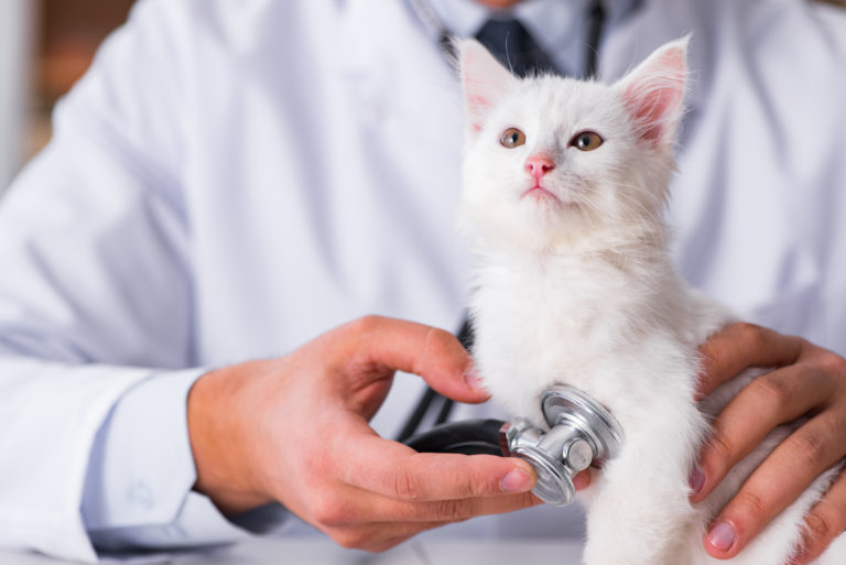 malá biela mačka u veterinára