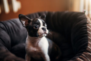 Bezpečne šteniatkovským obdobím