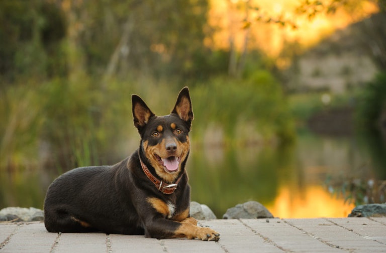 Austrálska kelpie