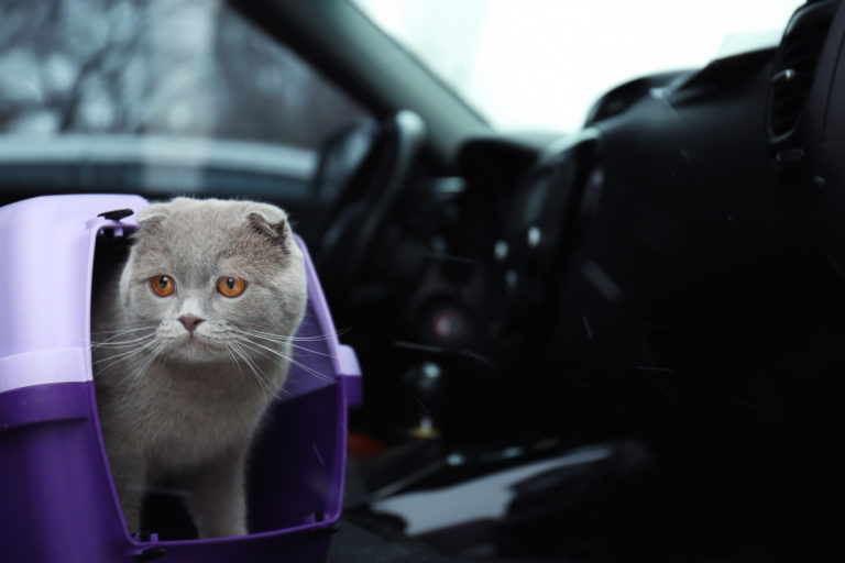 mačka v aute