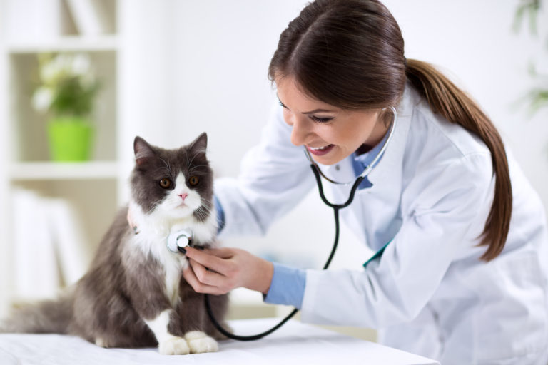 mačka u veterinára