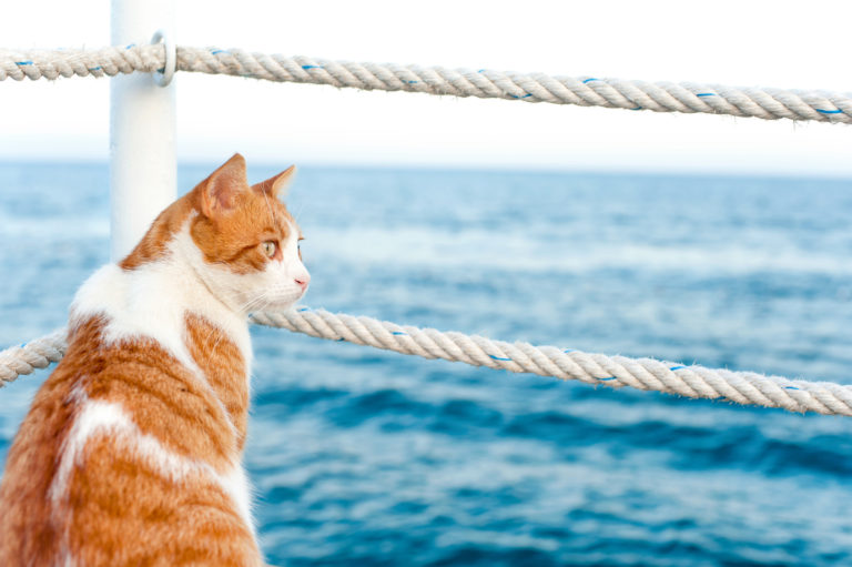 Mačka na lodi