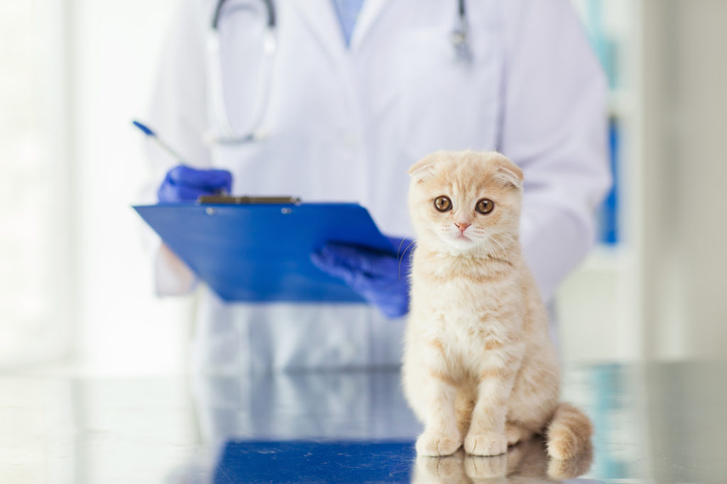 mačka s parazitami u veterinára