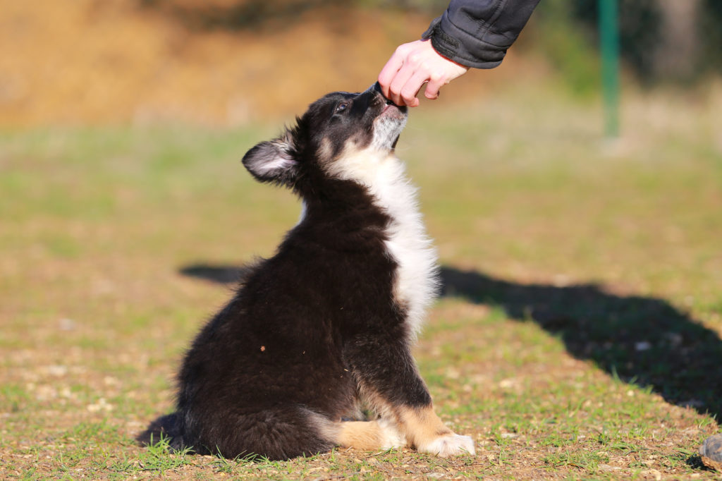 Šteniatko border collie dostane maškrtu