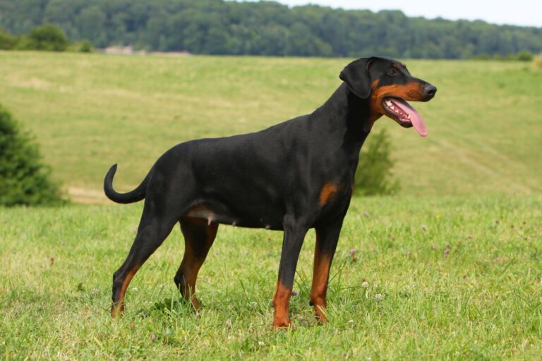 čierny doberman stojí na lúke