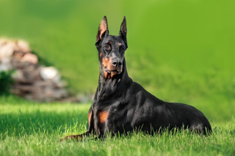 Doberman Doberman