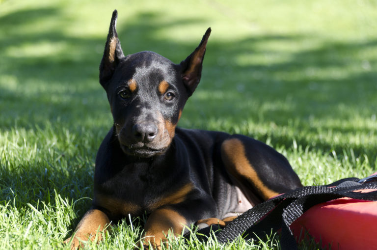 Doberman šteniatko Doberman šteniatko