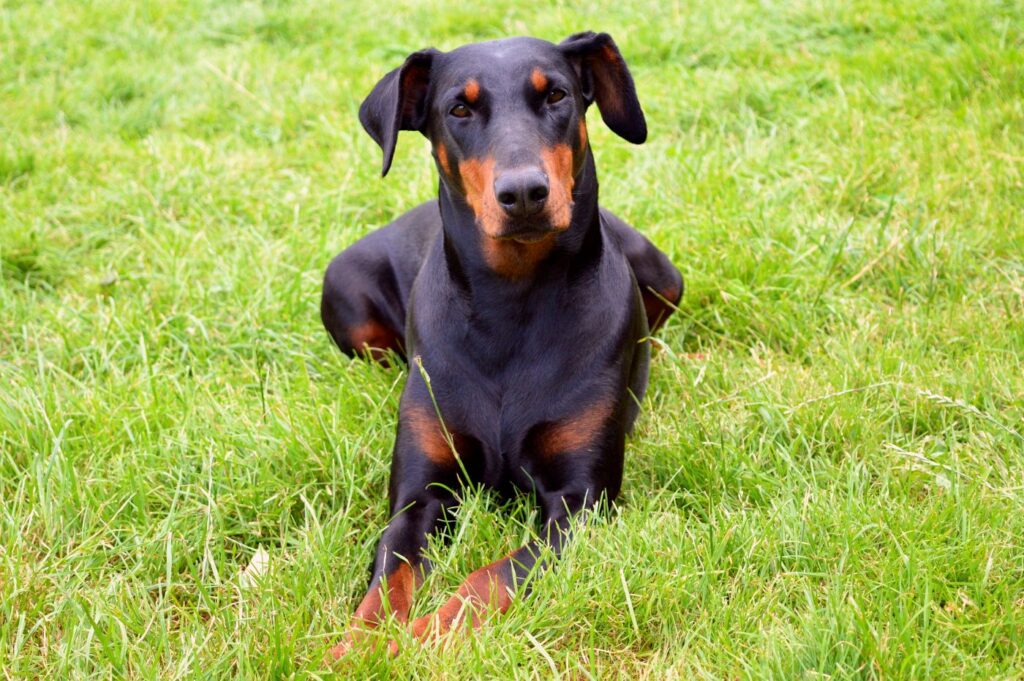 elegantný doberman leží vonku