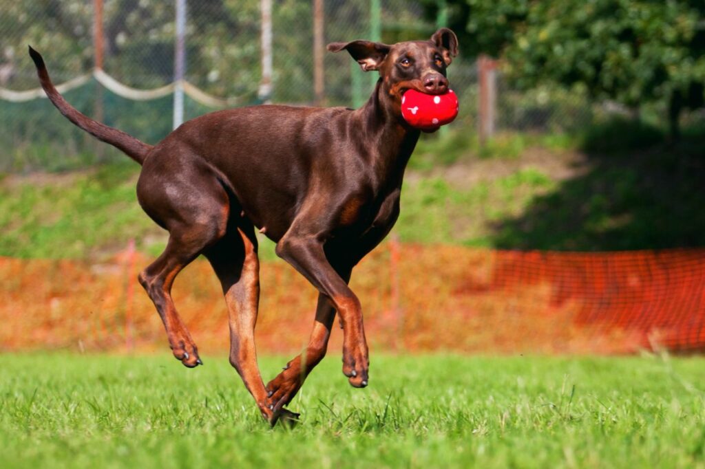 hnedý doberman aportuje s loptou