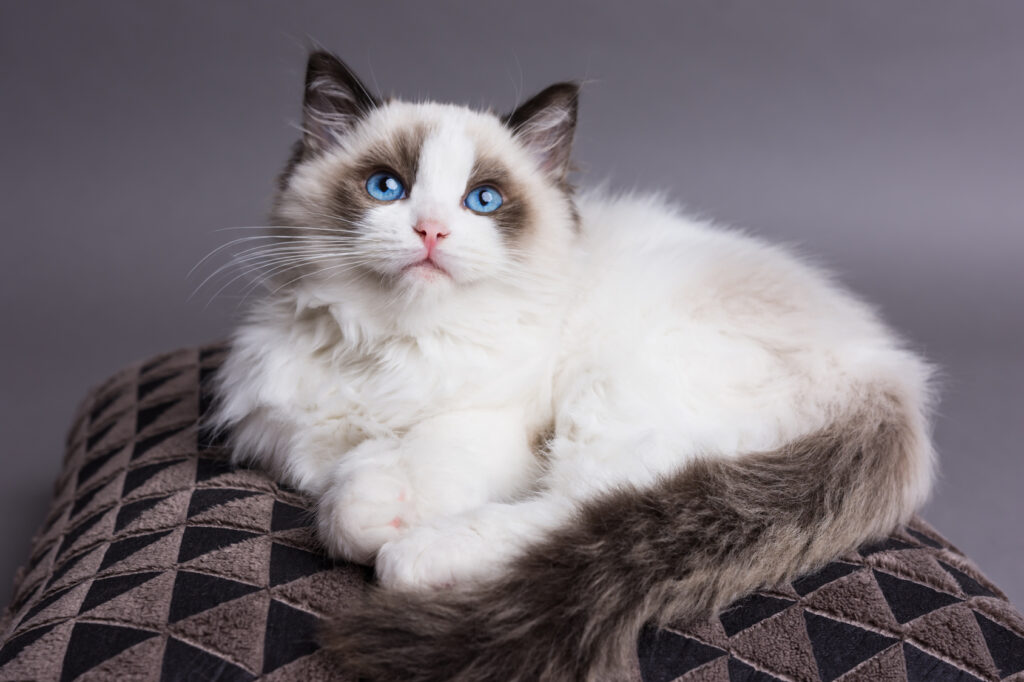 malé modrooké mačiatko ragdoll