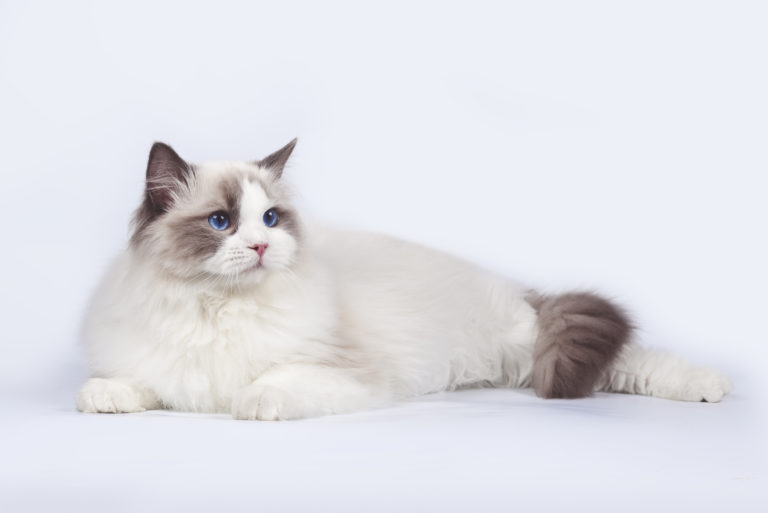 Ragdoll mačka Ragdoll mačka