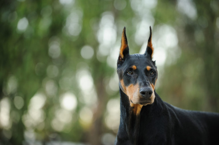 Doberman Doberman