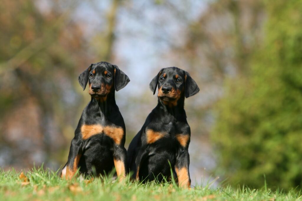 dve čierne šteniatka doberman