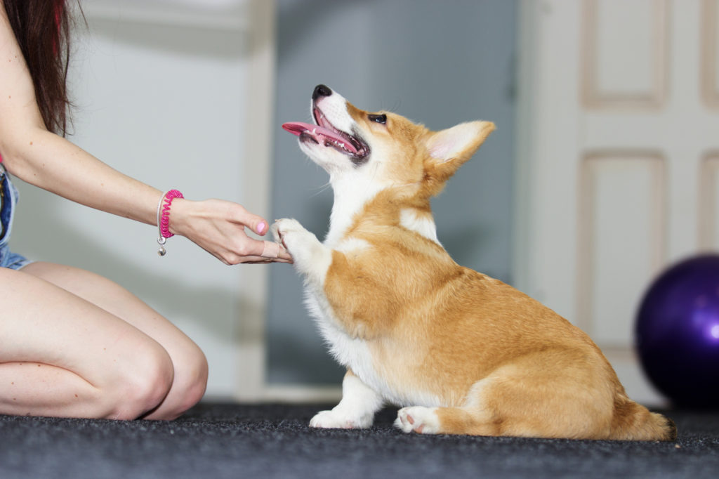 Šteniatko corgie dáva labku