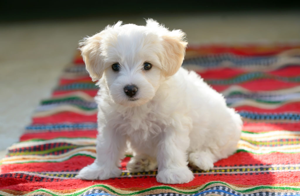 Biele šteniatko sedí na deke