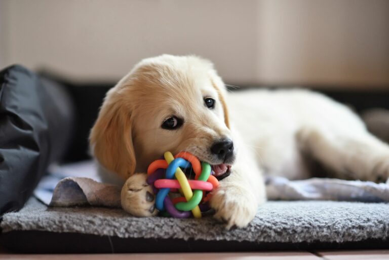 Zlatý retriever šteniatko sa hrá s hračkou