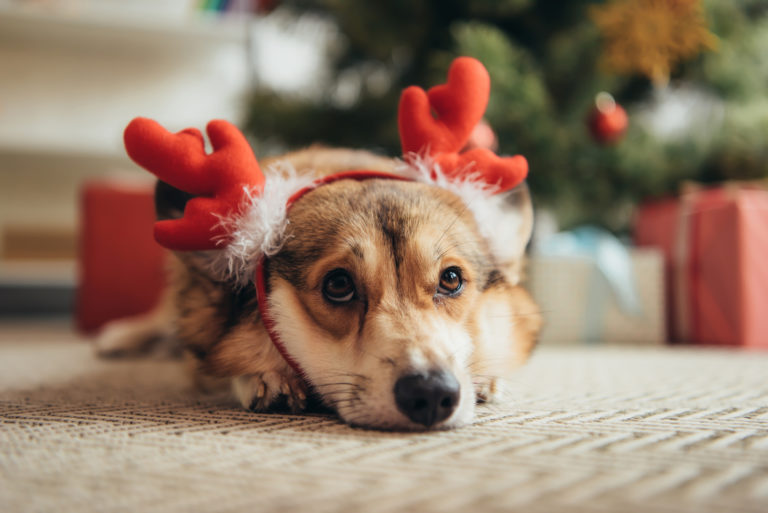 welsh corgi weihnacht Božić