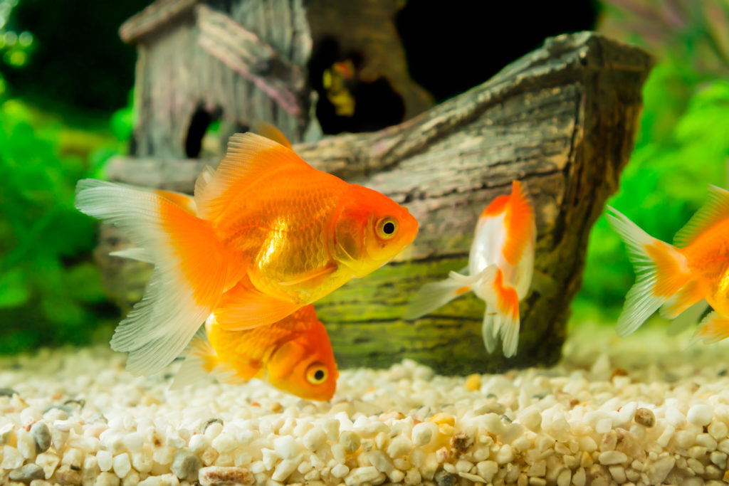 zlaté rybky v akváriu