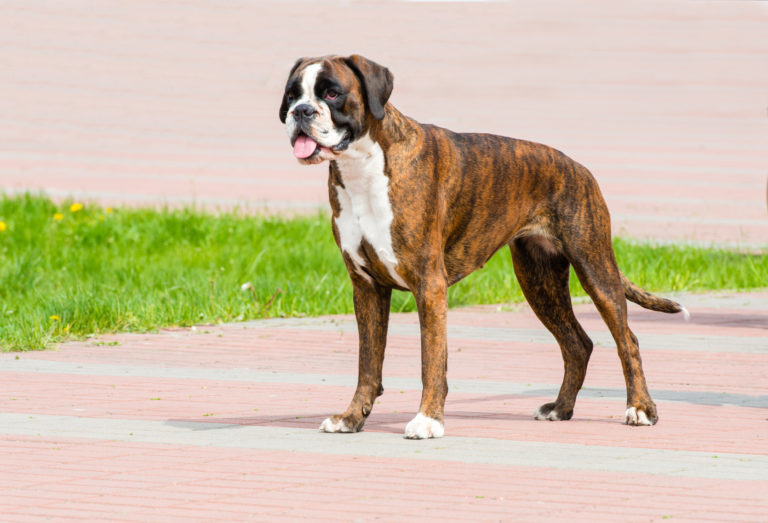 Nemecký boxer