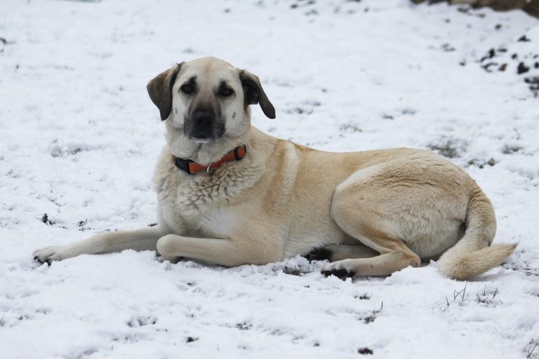 Kangal