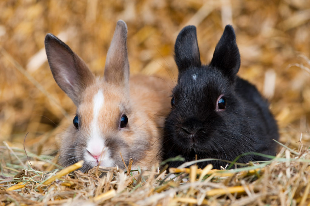dva mladé králiky v sene