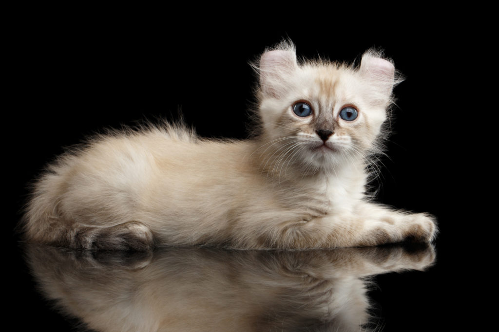American Curl American Curl