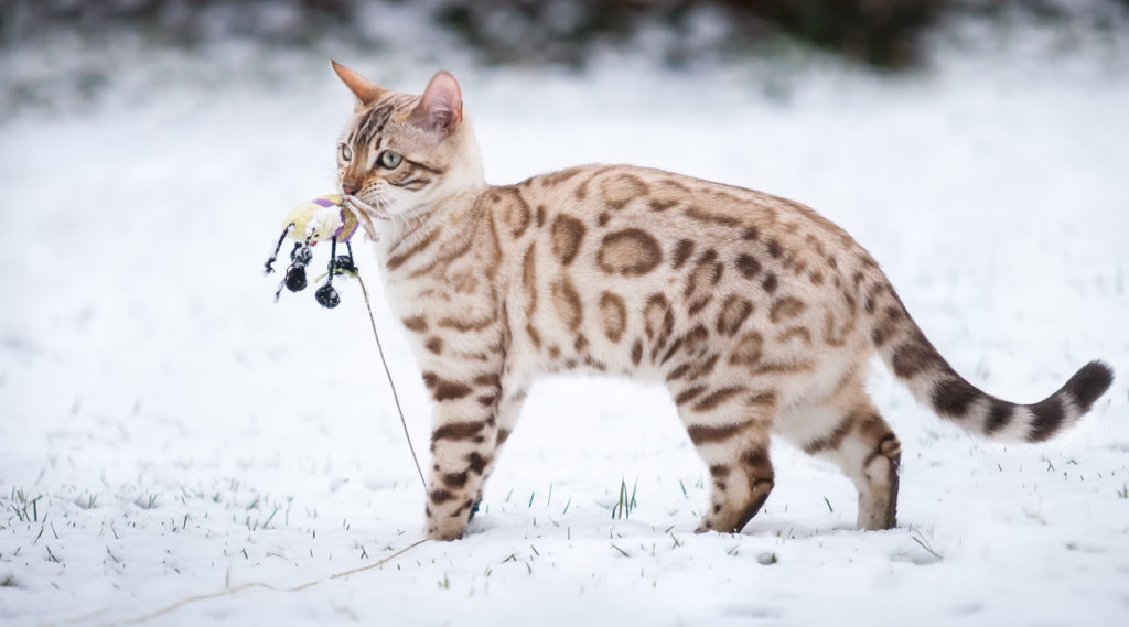 bengálska mačka v zime v snehu