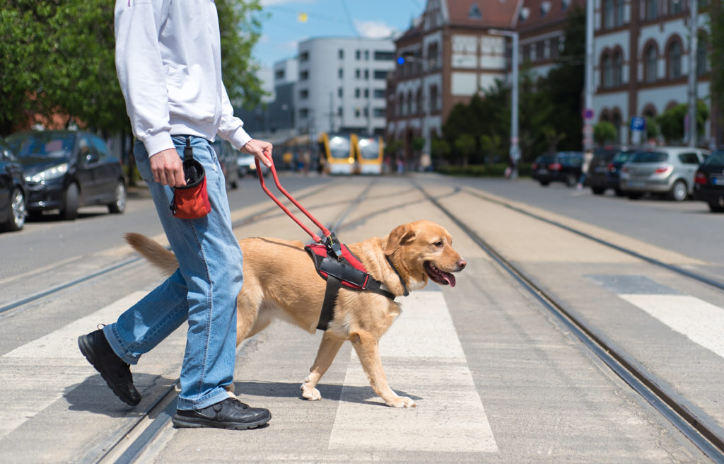 Vodiaci pes pomáha majiteľovi prejsť cez prechod