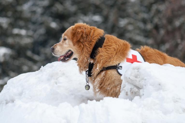 Zlatý retríver ako záchranársky pes v snehu