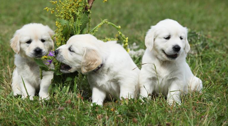 Golden Retriever puppies Golden Retriever puppies