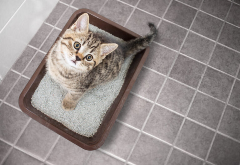 mačiatko sedí na toalete pre mačky