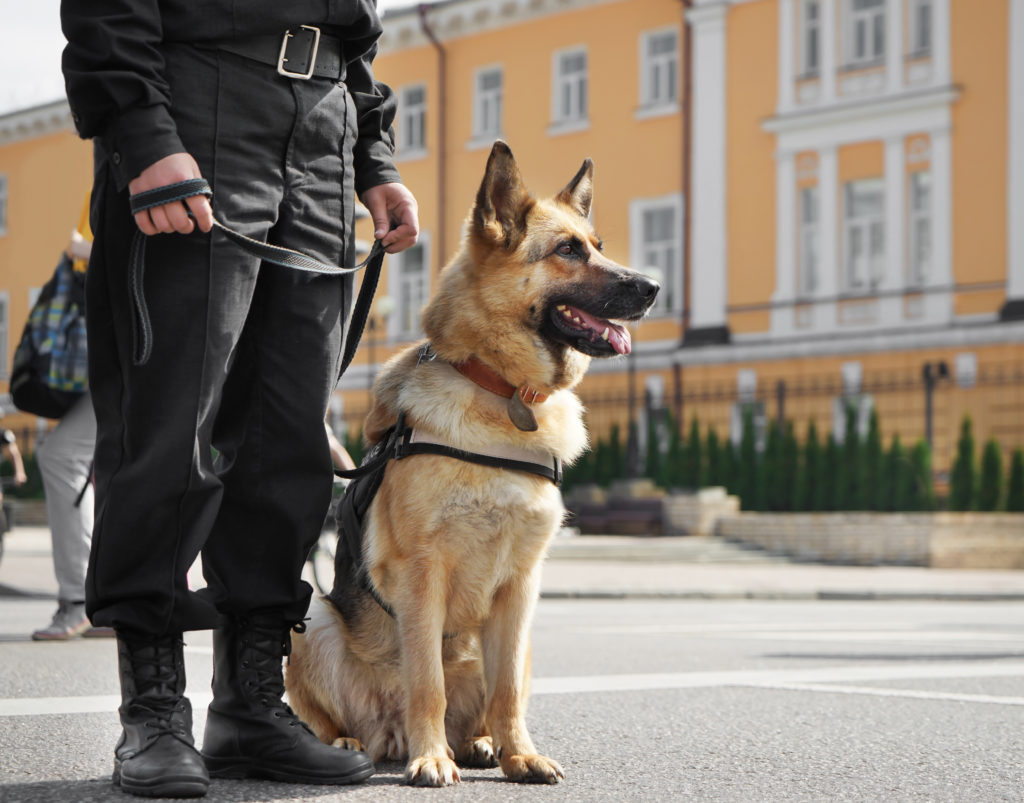 nemecký ovčiak ako policajný pes stojí pri policajtovi